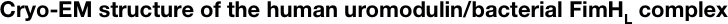 Cryo-EM structure of the human